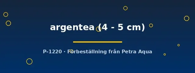 Näsets Ciklidhobby Vieja argentea ciklid 4-5 cm storväxande