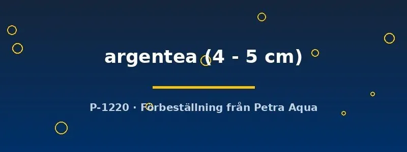 Näsets Ciklidhobby Vieja argentea ciklid 4-5 cm storväxande