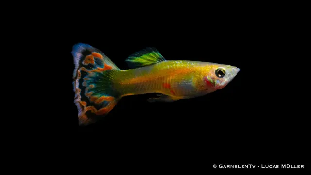 Garnelen TV Dragon Platin guppy Poecilia reticulata hane 3–4 cm