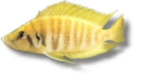 Näsets Ciklidhobby Pearly Compressiceps ciklid 5,5–7 cm