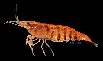 Näsets Ciklidhobby Babaulti stripes akvarieräka 1–1,5 cm