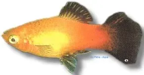 Näsets Ciklidhobby Xiphophorus maculatus gold pintail 3–4cm