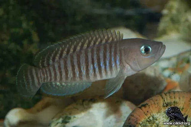 Näsets Neolamprologus multifasciatus snäcklekare 2,5 cm