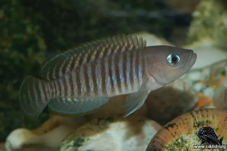 Näsets Neolamprologus multifasciatus snäcklekare 2,5 cm
