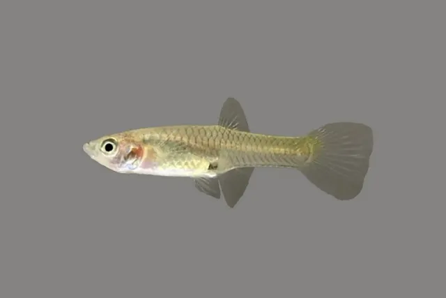Näsets Ciklidhobby Poecilia endler hona akvariefisk 2,5–3,5 cm