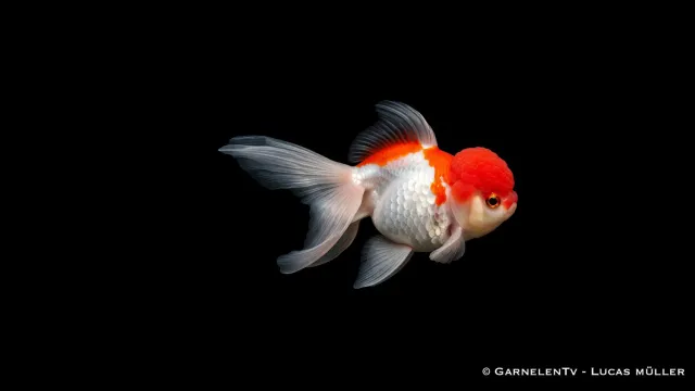 Garnelen TV Oranda guldfisk carassius 4-6 cm sällskapsfisk