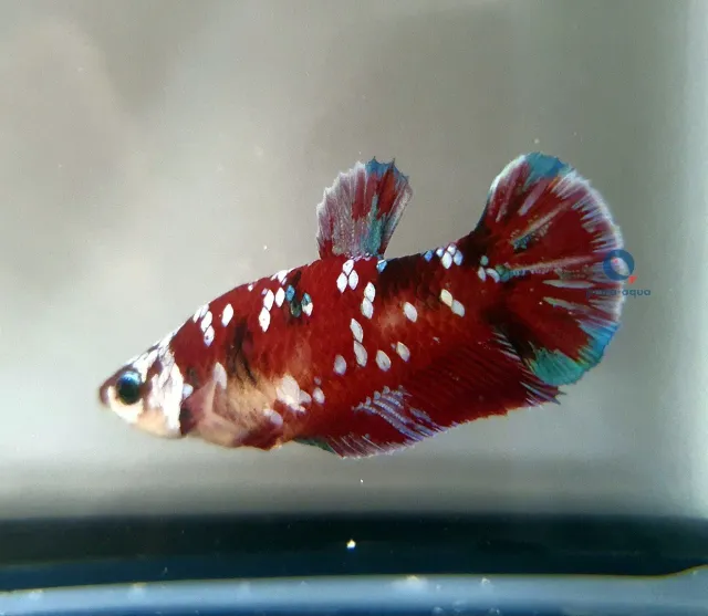 Näsets Ciklidhobby Betta spl. plakat galaxy hona L