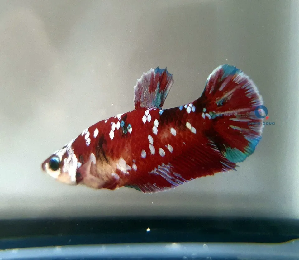 Näsets Ciklidhobby Betta spl. plakat galaxy hona L