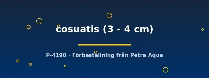 Oreichthys cosuatis barb 3–4 cm fredlig