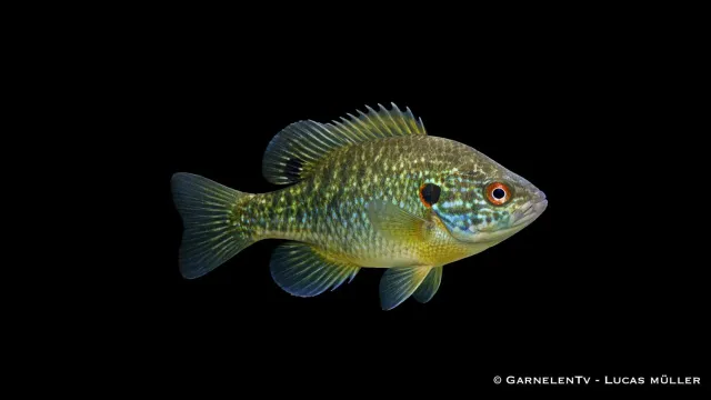 Garnelen TV Grön solabborre Lepomis cyanellus fisk 8-12 cm