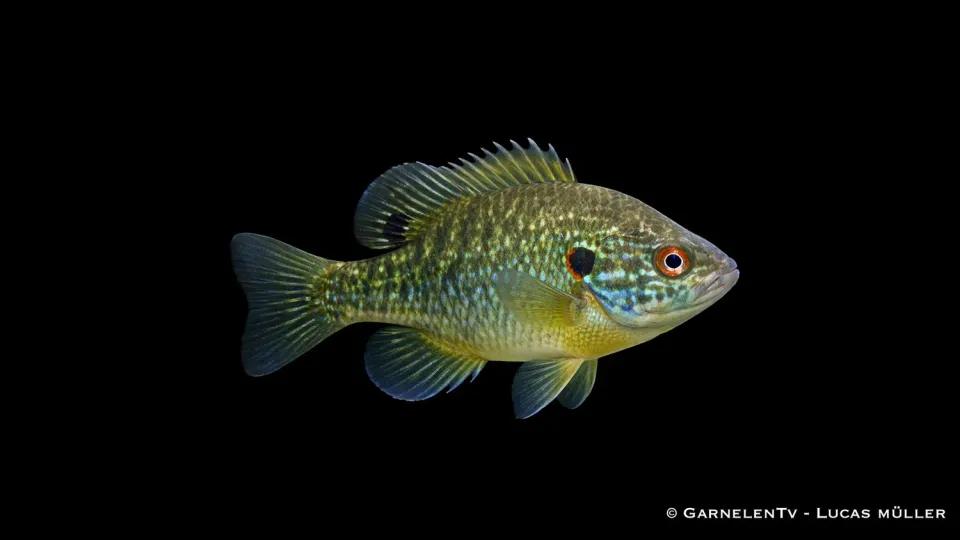 Garnelen TV Grön solabborre Lepomis cyanellus fisk 8-12 cm