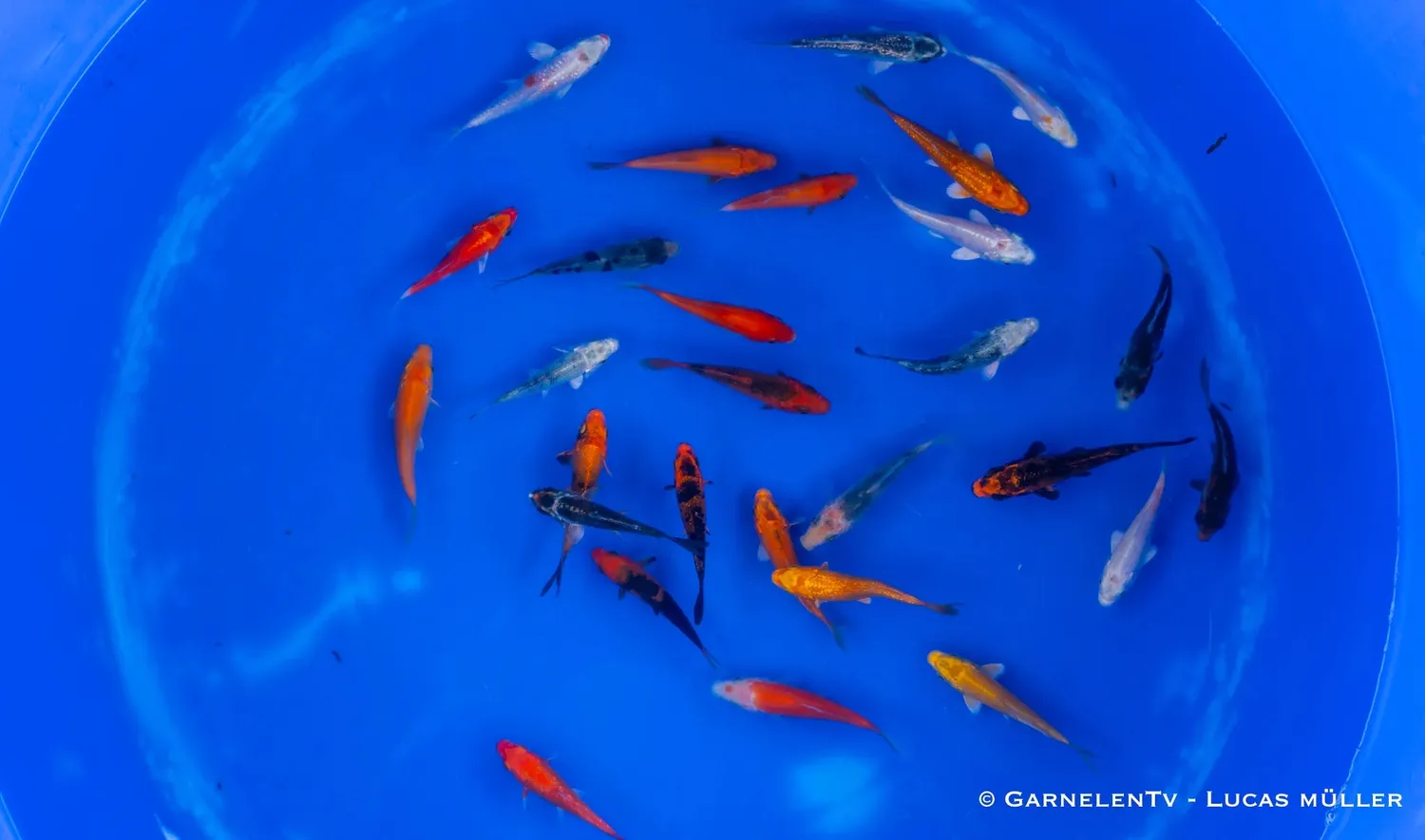 Garnelen TV koi B Cyprinus carpio dammfisk 6–9 cm