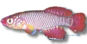 Nothobranchius korthausae Red killifisk 2,5–3,5 cm