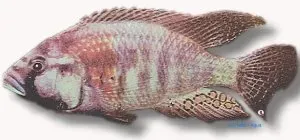 Näsets Ciklidhobby Astatotilapia burtoni ciklid 4–5 cm