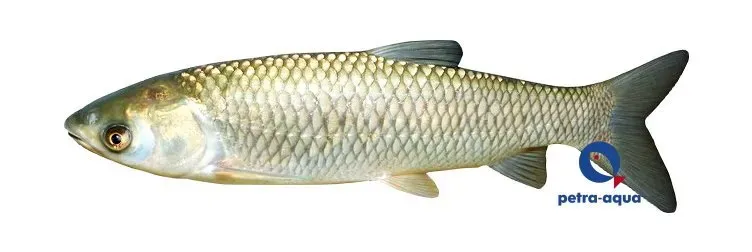 Näsets Ciklidhobby Graskarp dammfisk 5–7 cm algätare
