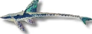 Näsets Ciklidhobby Sturisoma aureum mal Golden Whiptail XL