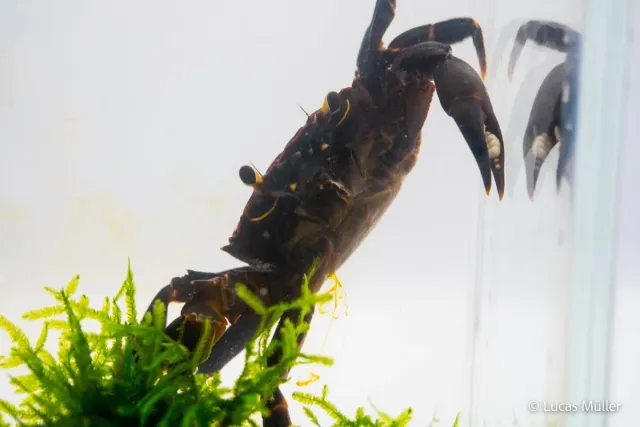 Garnelen TV Violett Matanokrabba Syntripsa matanensis sötvattenkrabba