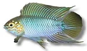 Näsets Apistogramma borelli dvärgciklid 2,5–3 cm gul