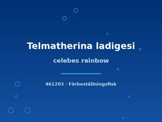 Näsets Ciklidhobby Telmatherina ladigesi regnbågsfisk md–lg