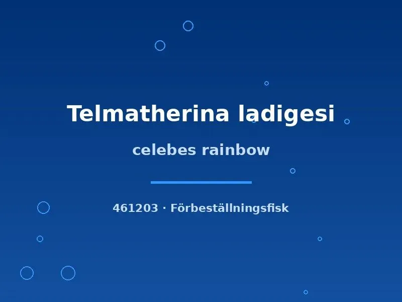 Näsets Ciklidhobby Telmatherina ladigesi regnbågsfisk md–lg