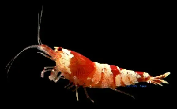 Näsets Crystal Red räka akvarieräka 1,5 cm rödvit