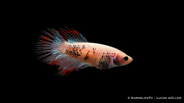 Garnelen TV Betta splendens kampsvans kampfisk hona