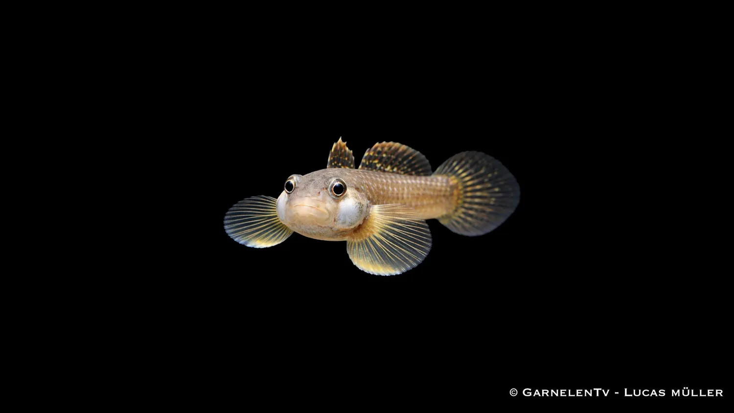 Garnelen TV vitkindsgoby Rhinogobius duospilus bottenfisk