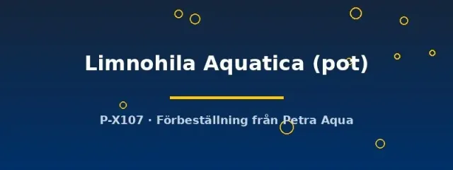 Näsets Ciklidhobby Limnohila Aquatica akvarieväxt i pot
