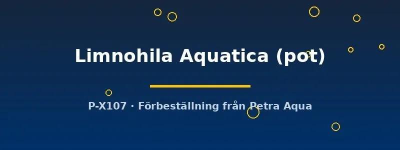 Näsets Ciklidhobby Limnohila Aquatica akvarieväxt i pot