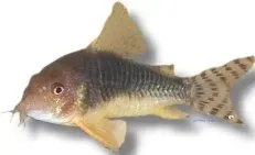 Näsets Ciklidhobby Palespotted Corydoras mal 2,5–3 cm