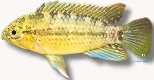 Näsets Ciklidhobby Apistogramma tucurui 3–4 cm akvariefisk