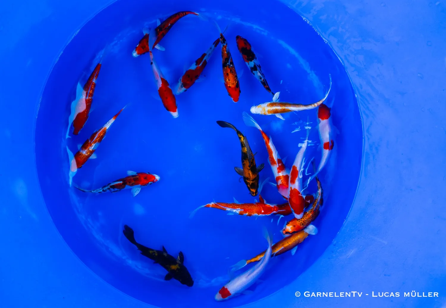 Garnelen TV koi Cyprinus carpio 15–18 cm dammfisk