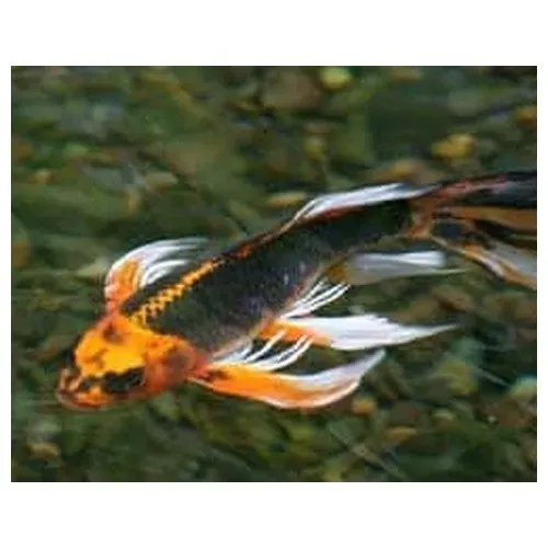 Näsets Ciklidhobby Butterfly Koi dammfisk 12–15 cm långfenad