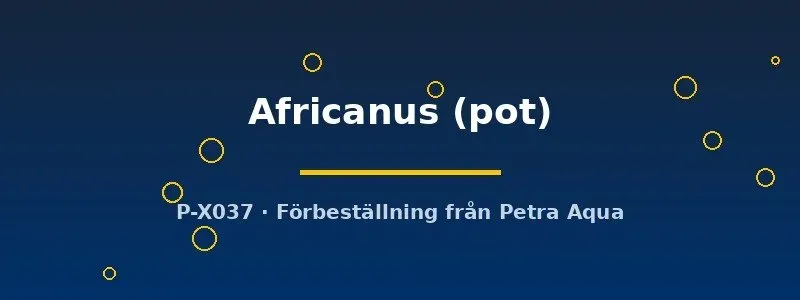 Näsets Ciklidhobby Echinodorus Africanus akvarieväxt pot