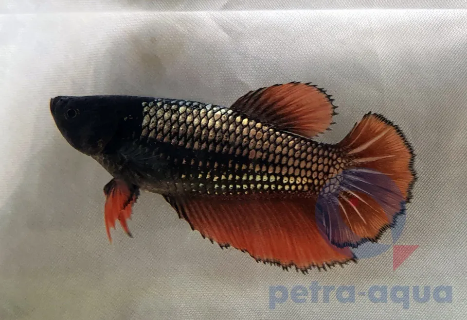 Näsets Betta Halfmoon dragon XL kampfisk hona