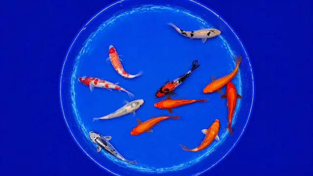 Garnelen TV Japan Koi Yagenji Cyprinus carpio dammfisk 13-16 cm