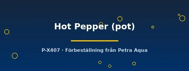 Näsets Ciklidhobby Echinodorus Hot Pepper akvarieväxt kruka rödbladig