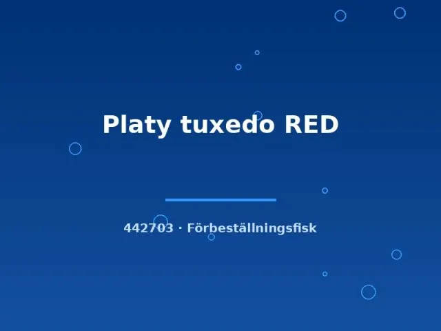 Näsets Ciklidhobby Platy tuxedo RED lg