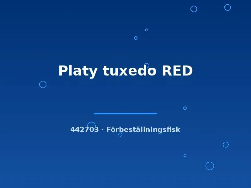 Näsets Ciklidhobby Platy tuxedo RED lg