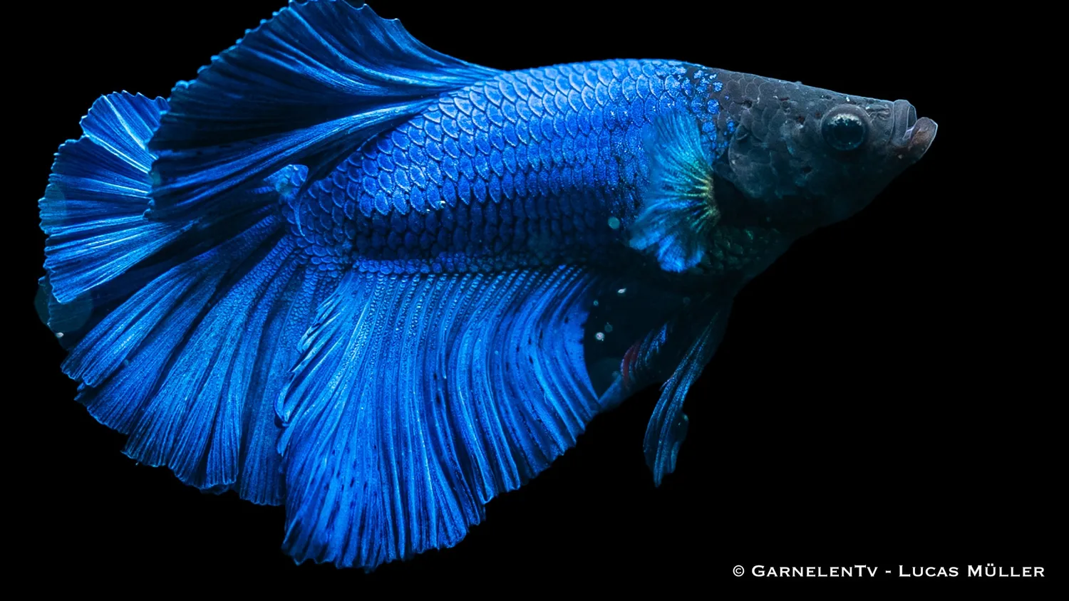 Garnelen TV Halfmoon kampfisk hane Betta splendens