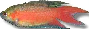 Näsets Ciklidhobby Macropodus opercularis red paradisfisk >5,5 cm