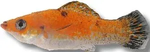 Näsets Ciklidhobby Segelfensmolly mix akvariefisk 3–4 cm