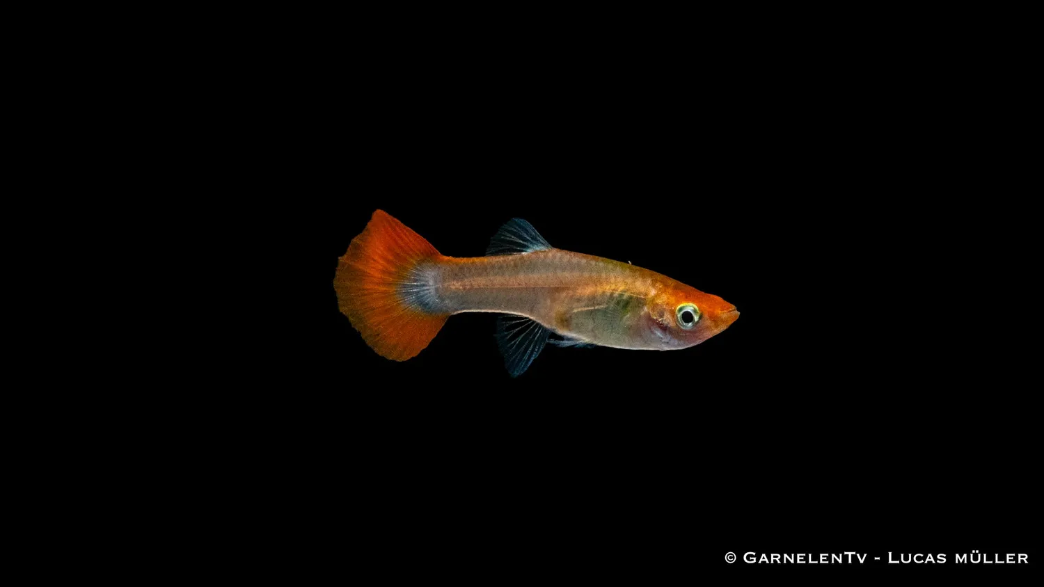 Garnelen TV Dragon Platinum guppy hona