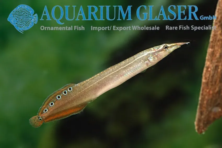 Näsets Ciklidhobby Macrognathus siamensis taggål 12–15 cm