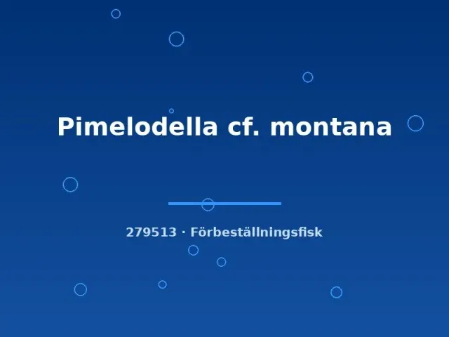 Näsets Ciklidhobby Pimelodella cf. montana mal 7-9 cm