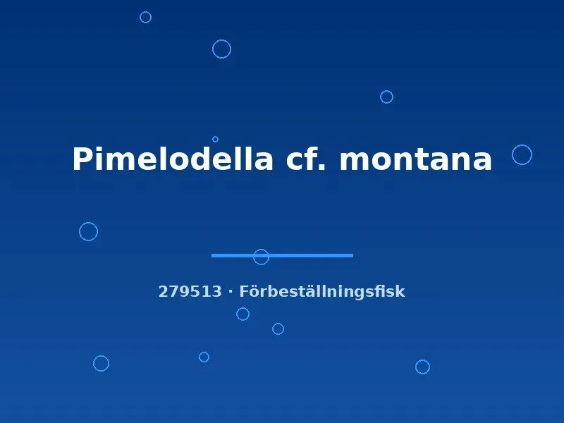 Näsets Ciklidhobby Pimelodella cf. montana mal 7-9 cm
