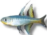 Petra-Aqua Pacific Blue-Eye regnbågsfisk 2–3 cm stimfisk