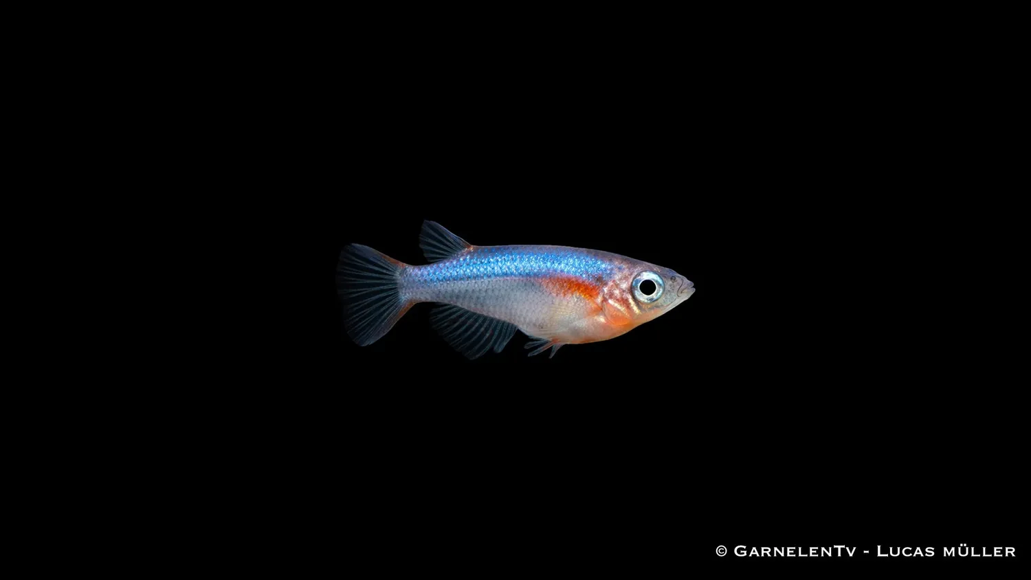 Garnelen TV Oryzias woworae akvariefisk neon risfisk stim