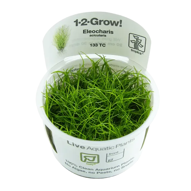 Akvarievalvet Eleocharis acicularis akvarieväxt matta