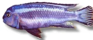 Melanochromis johanni Bluegray Mbuna ciklid 2-3 cm